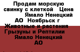 Продам морскую свинку с клеткой › Цена ­ 4 000 - Ямало-Ненецкий АО, Ноябрьск г. Животные и растения » Грызуны и Рептилии   . Ямало-Ненецкий АО